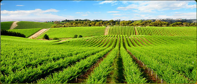  آبیاری مویرگی جایگزینی مناسب برای آبیاری قطره‌ای 