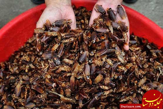 مزارع پرورش سوسک در چین - سوسک‌ها  در برخی از رستوران‌های چینی عرضه می‌شوند.