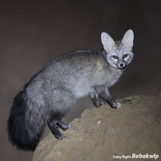 زیباترین روباه ایران در شب دیده شد+عکس