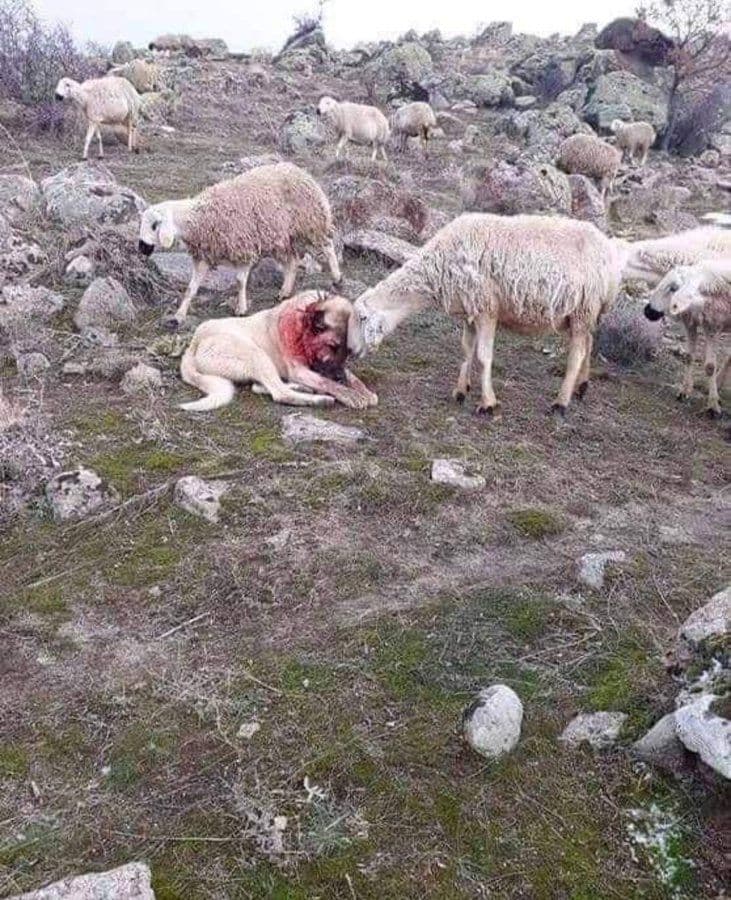 دلجویی گوسفندها از سگ گله پس از زخمی شدن+عکس
