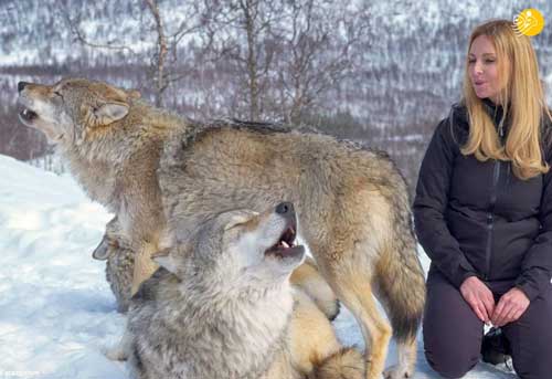 رفاقت صمیمانه زن جوان با گرگ‌ها+عکس