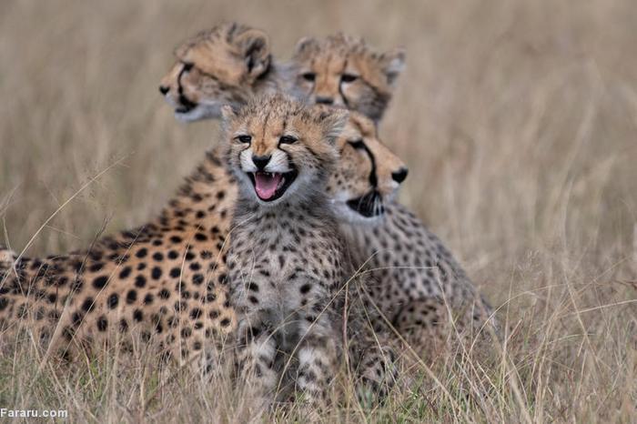 تصویر دیدنی از یوزپلنگ مادر و فرزندانش+عکس