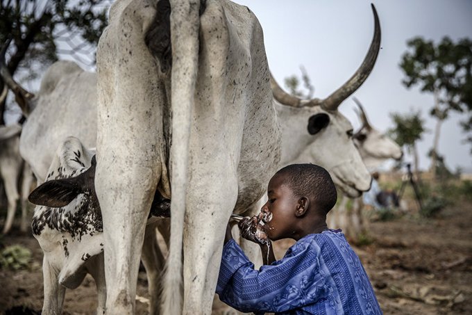 تصویر عجیب از شیر نوشیدن یک پسربچه در نیجریه+عکس