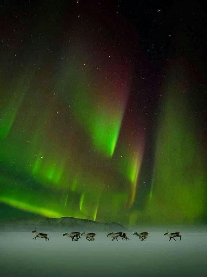 تصویر زیبا و واقعی از گوزن‌های شمالی زیر نور شفق قطبی+عکس