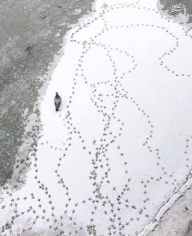 رد پای جالب کبوترها روی برف+عکس