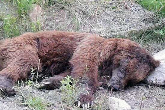 یک قلاده خرس قهوه‌ای با اصابت گلوله در کرج تلف شد+عکس