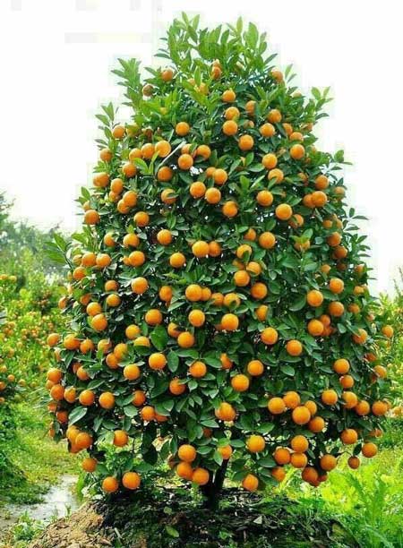 شباهت درخت میوه مازندرانی به درخت کریسمس+عکس