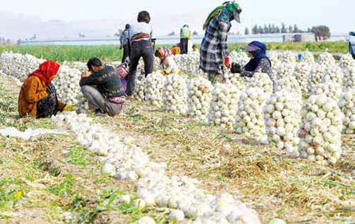 پشت پرده برگشت خوردن محصولات کشاورزی ایران