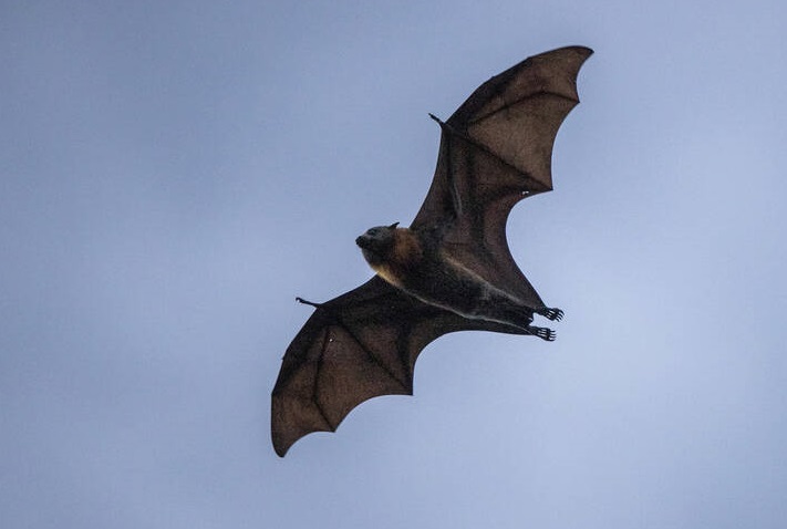 پرواز دیدنی یک خفاش در آسمان سیدنی+عکس