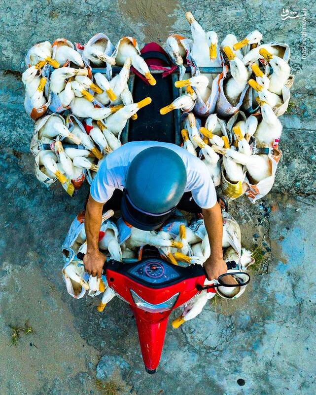 موتورسواری جالب اردک‌ها+عکس