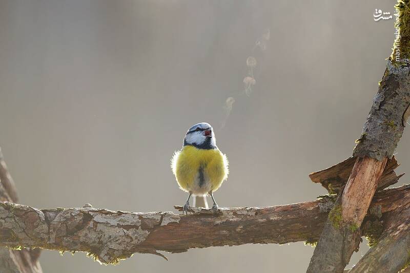 صحنه دیدنی از آوازخواندن یک پرنده در هوای سرد+عکس