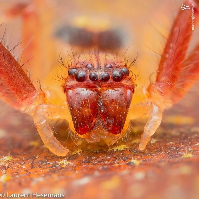تصویر عجیب از نمای نزدیک یک عنکبوت+عکس