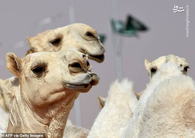 تزریق ژل بوتاکس به شترهای عربستان+عکس