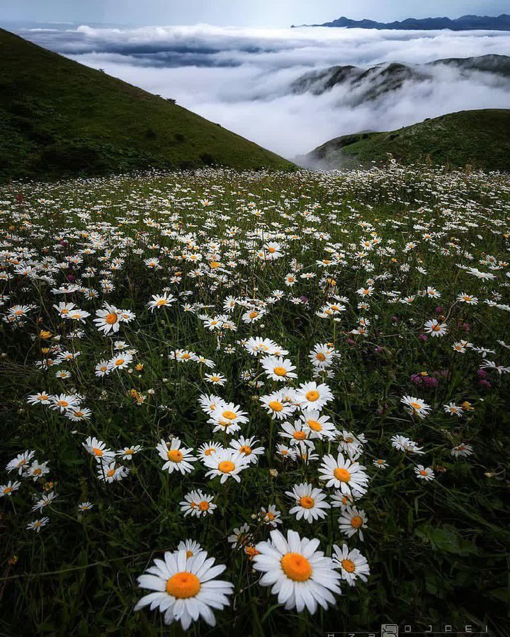 جنگل زیبای فندقلو در اردبیل+عکس