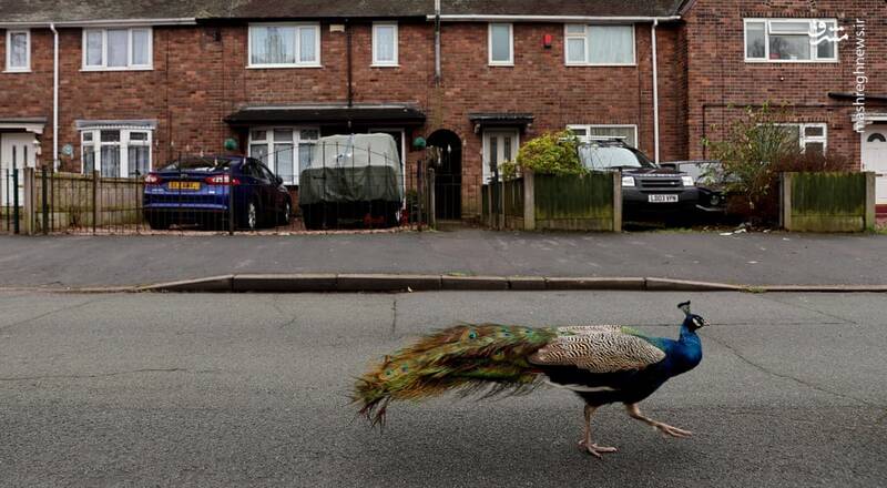 یک طاووس زیبا در حال قدم زدن در خیابان+عکس