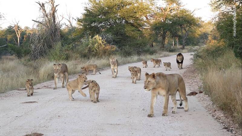 گردش دسته جمعی شیرها در پارک ملی+عکس