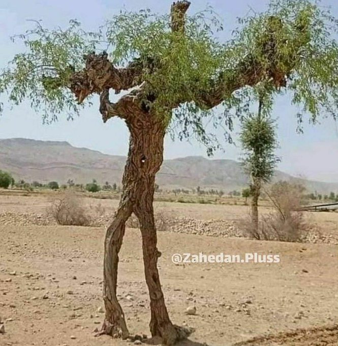 تصویری از یک درخت عجیب در سیستان+عکس