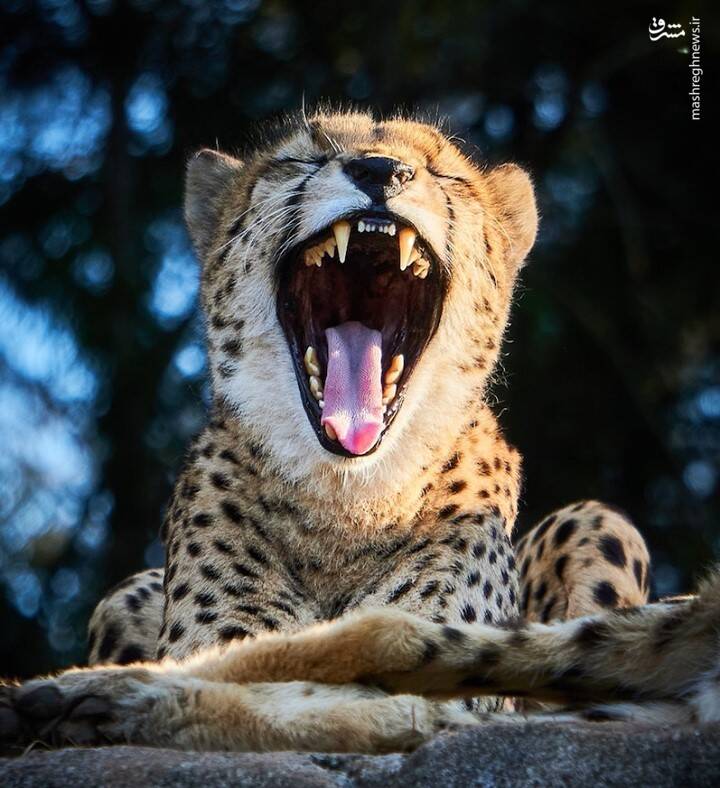 خمیازه عمیق یوزپلنگ در حیات وحش+عکس