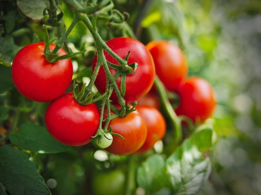 خبر دردناک برای گیاهخواران