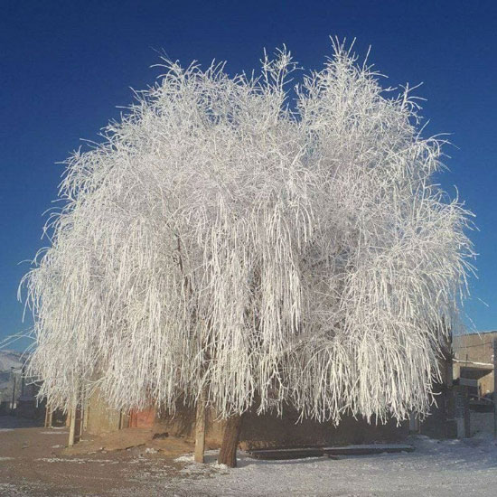 یخ زدن یک درخت در سرمای ۱۹ درجه زیرصفر لرستان+عکس