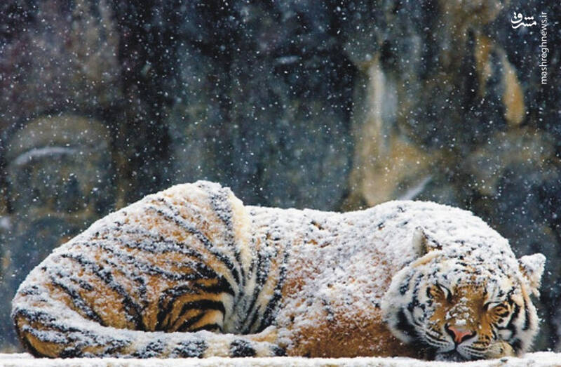 ببری که در زیر برف خوابش برده+عکس