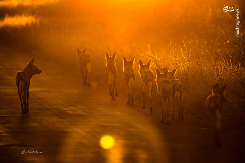 پیاده روی گرگ‌ها در پارک ملی+عکس