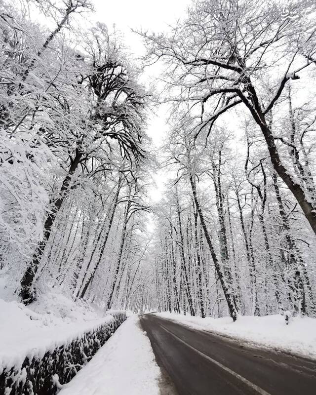 درختان سفیدپوش رامسر در جاده‌ای برفی+عکس