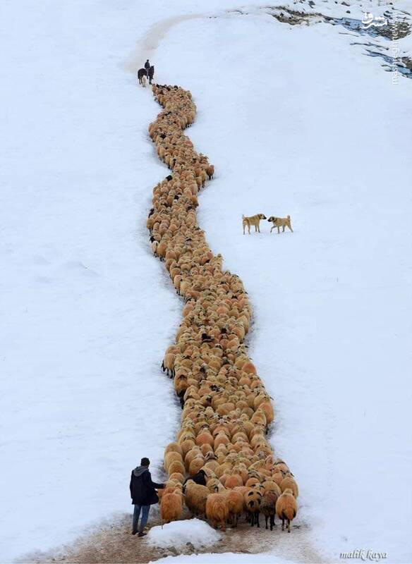 رژه گوسفندان پشت سر چوپان در یک روز برفی+عکس