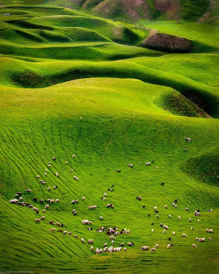 چرای گوسفندان در طبیعت ترکمن صحرا+عکس