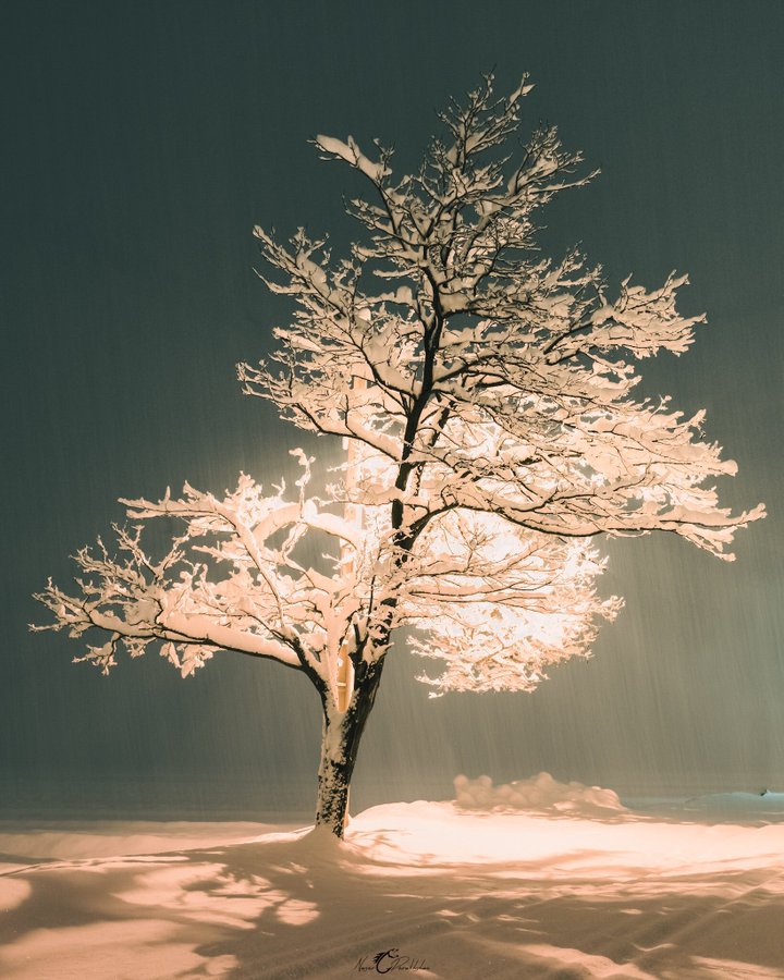 درخت زیبای یخی در چهارمحال و بختیاری+عکس