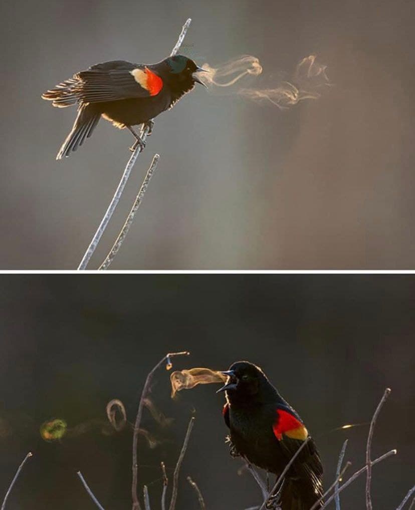 تصویر دیدنی از بخار دهان پرنده هنگام آواز+عکس
