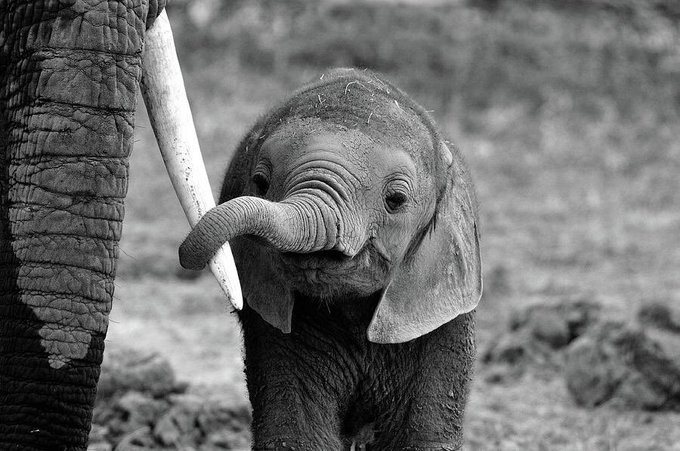 تصویر زیبا از یک بچه فیل و مادرش+عکس