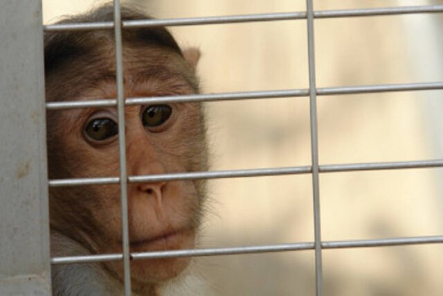 پاسخ شرکت ایلان ماسک درباره بلایی که سر میمون‌ها آورد