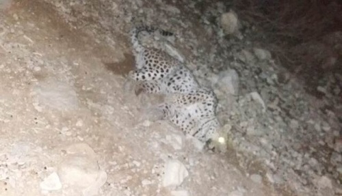 یک قلاده پلنگ در روستای بروجرد دیده شد+عکس