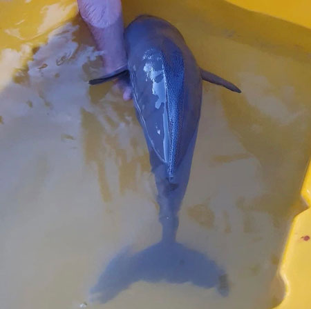 سهل انگاری باعث کشتن یک پستاندار دریایی در کیش شد+عکس