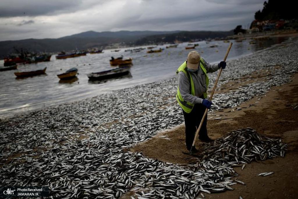 مرگ غم‌انگیز هزاران ماهی در ساحل+عکس