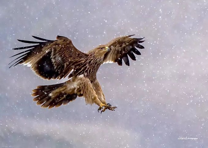 پرواز عقاب شاهی در طبیعت ملایر+عکس