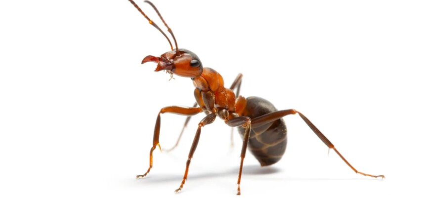 چرا همیشه مورچه‌ها در یک صف راه می‌روند؟