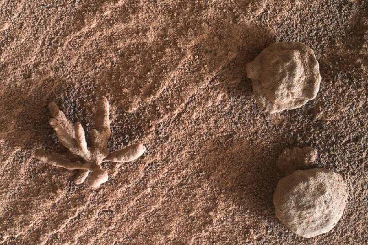 تصویر شگفت انگیز از کشف یک گُل در مریخ