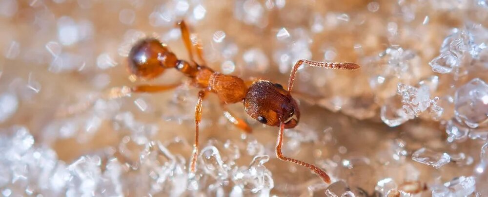 کشف ویژگی عجیب مورچه‌ها که بی‌نظیر است