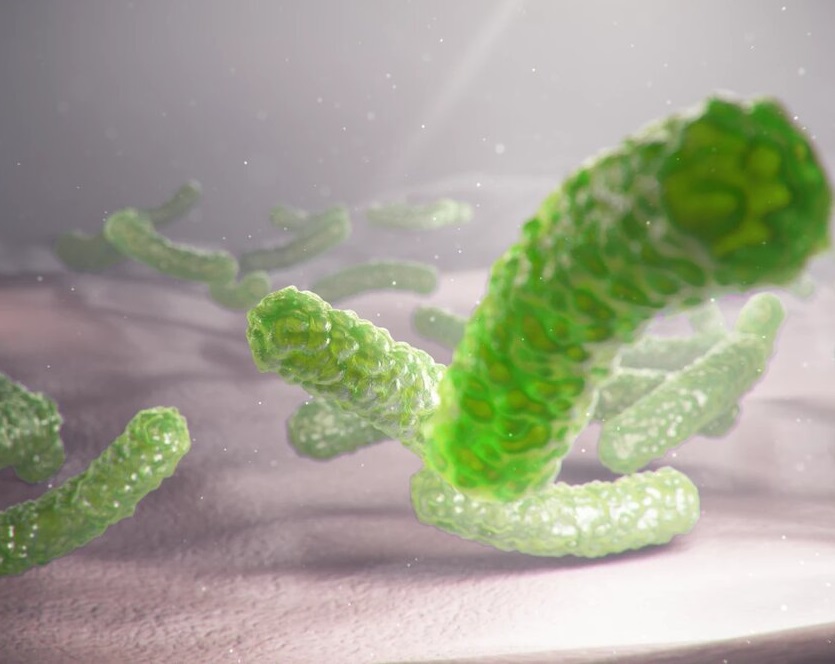کشف بزرگترین باکتری دنیا با ویژگی‌های عجیب و غریب