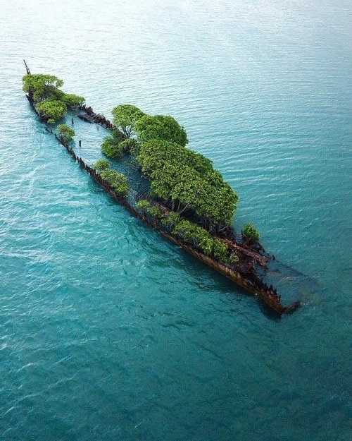 کشتی غرق شده‌ای که محل رویش گیاه مانگرو شد+عکس