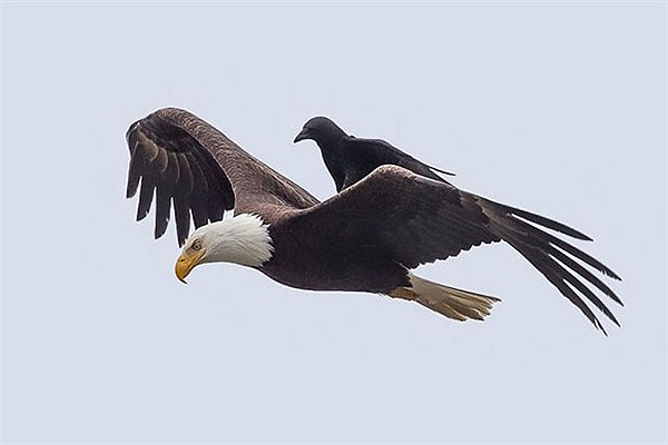 سواری گرفتن کلاغ از عقاب در حال پرواز+عکس