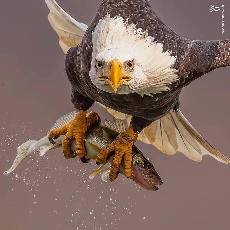 پرواز فاتحانه عقاب پس از شکار ماهی+عکس