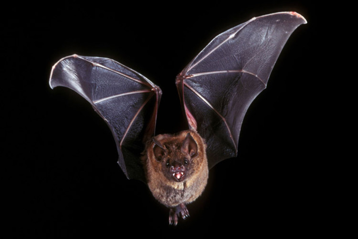 نوع عجیبی از خفاش‌های قهوه‌ای با عمر باورنکردنی