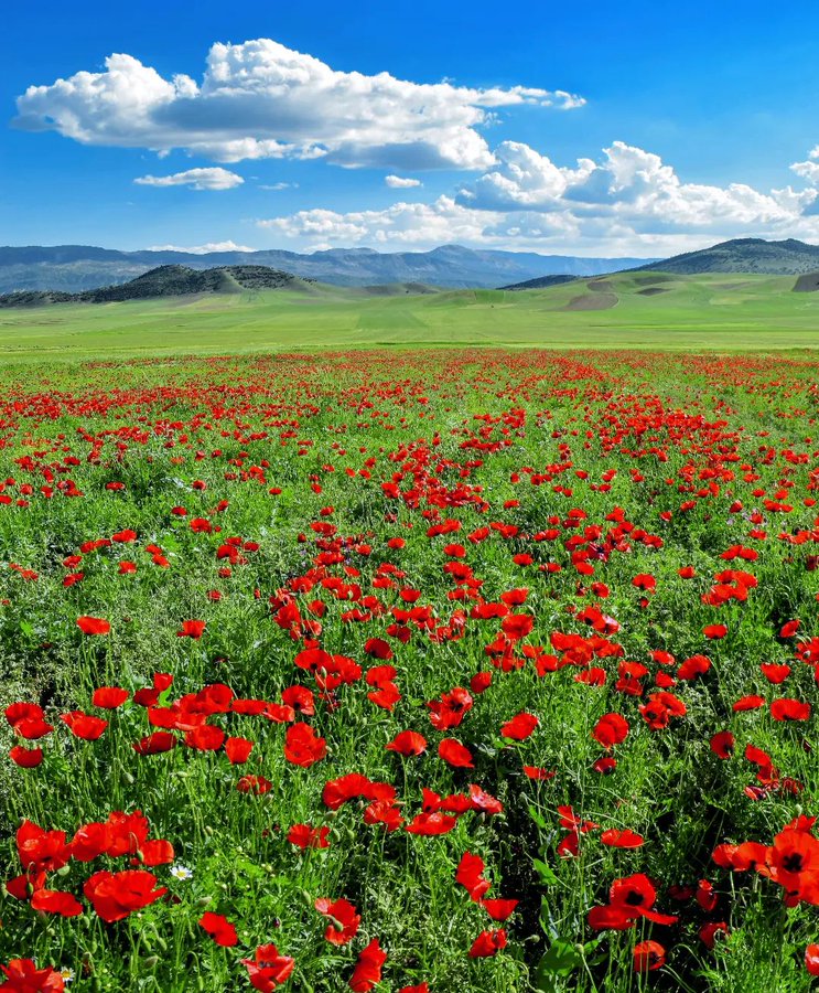 دشت شقایق در لرستان زیبا+عکس