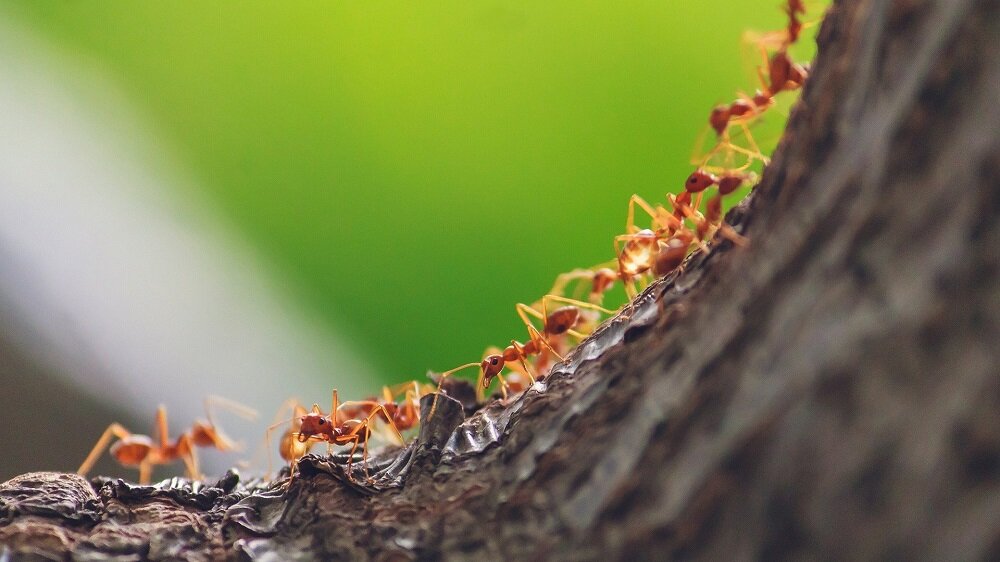 راز مسیریابی توسط مورچه‌ها کشف شد