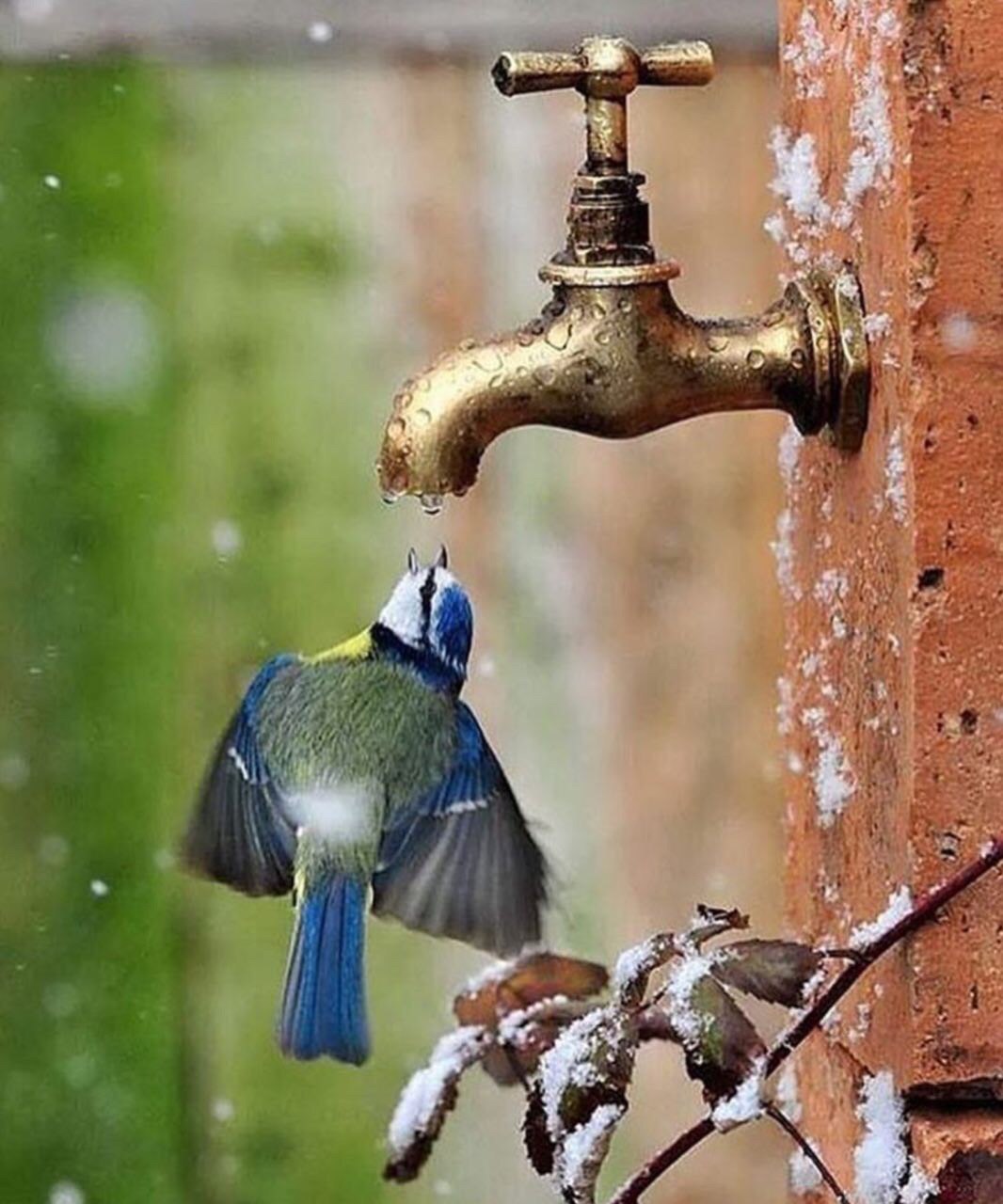 تصویر دیدنی از آب خوردن پرنده از شیر آب+عکس