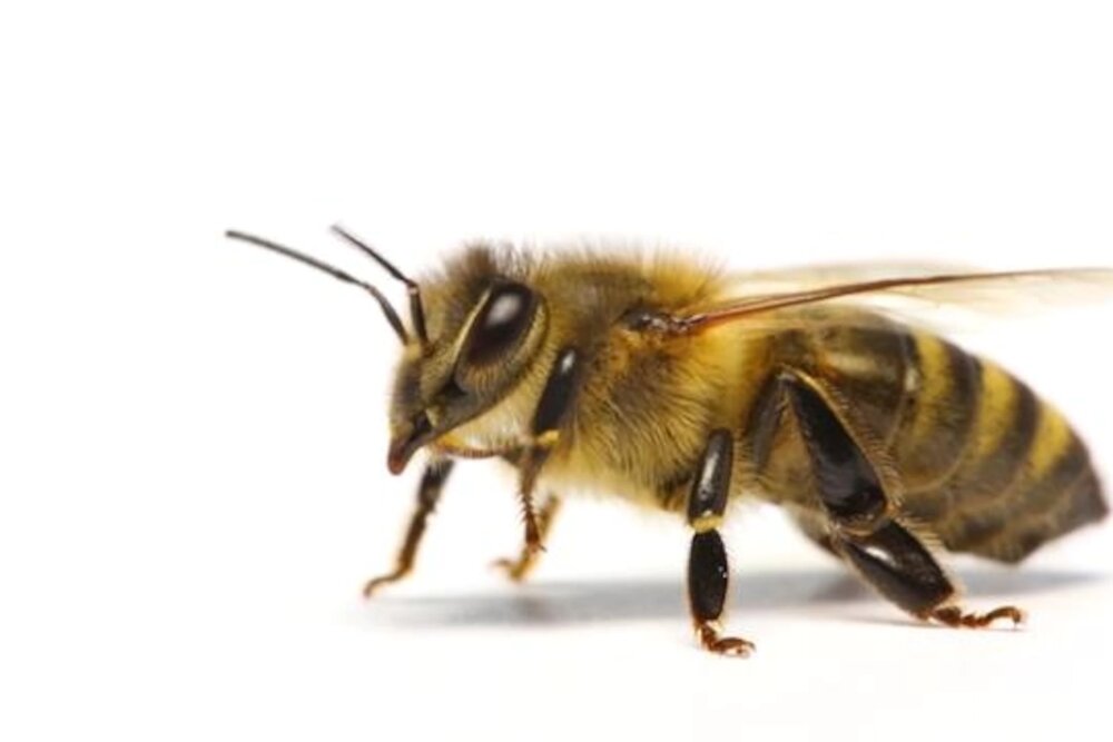 تعداد باورنکردنی گونه‌های مختلف زنبور عسل
