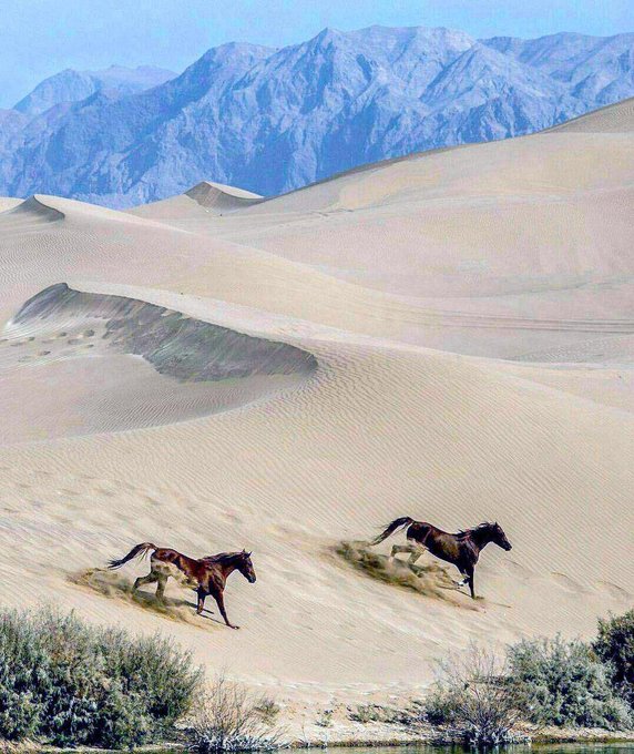 اسب‌ها در تپه‌های رملی زیبا و دیدنی کویر یزد +عکس